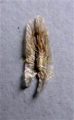  Seed